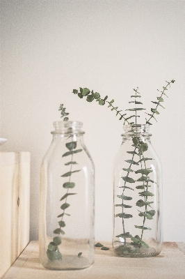 Plant glass jar vase Photo