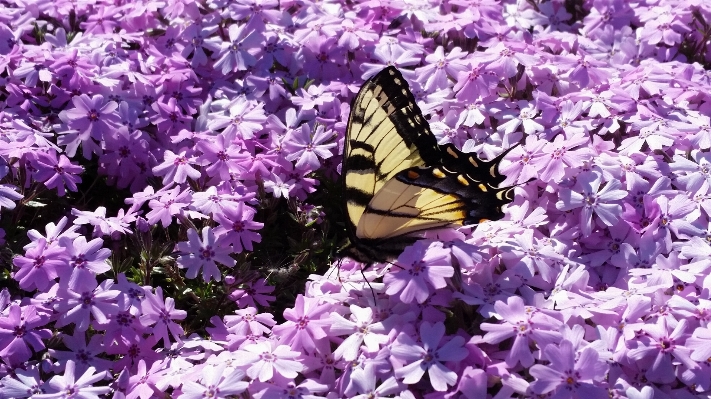 Flower lilac flora purple Photo