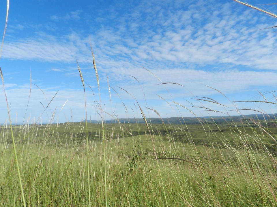 Grass marsh sky field