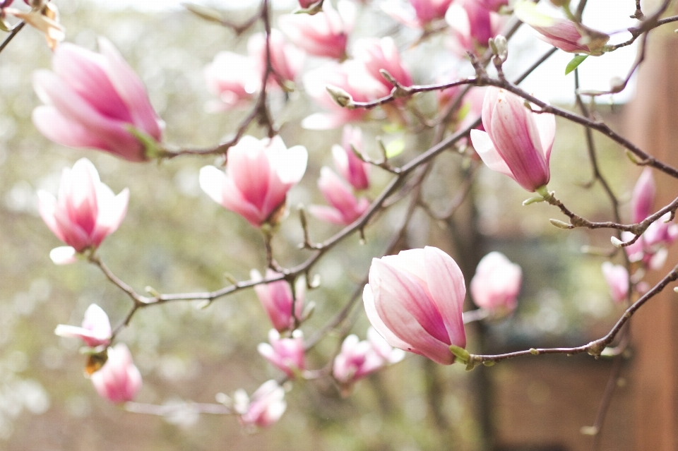 ブランチ 花 植物 花弁