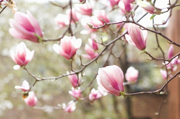 Branch blossom plant flower Photo