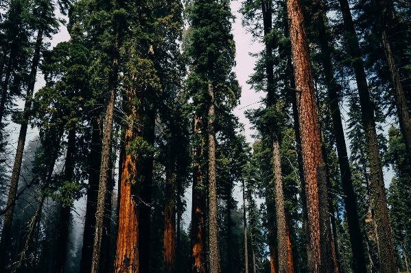 Ağaç doğa orman el değmemiş doğa
 Fotoğraf