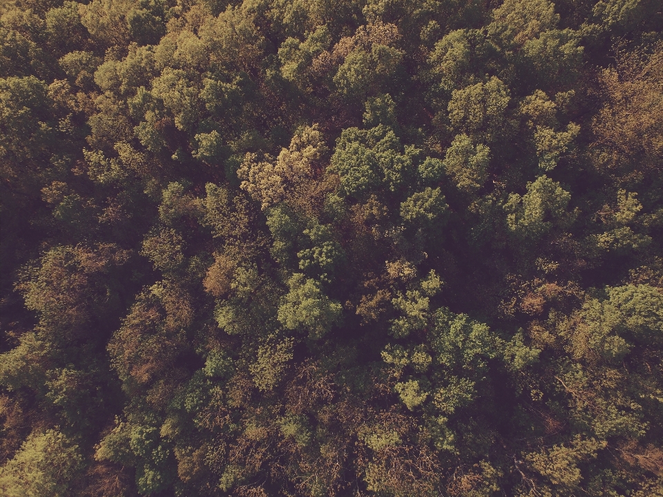 树 自然 森林 荒野