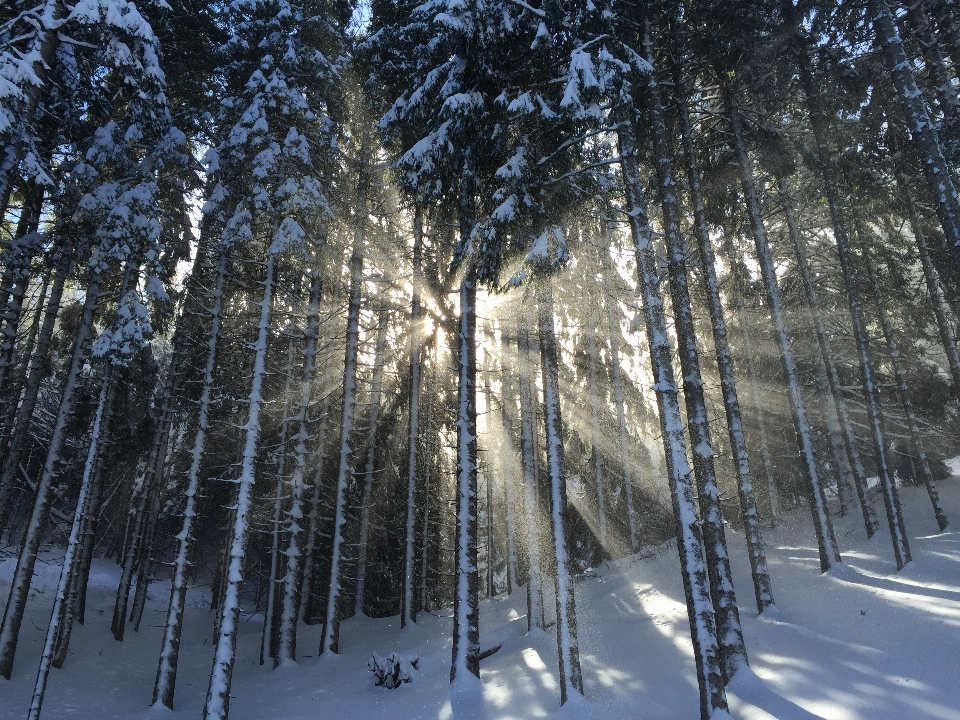 Baum wald zweig schnee