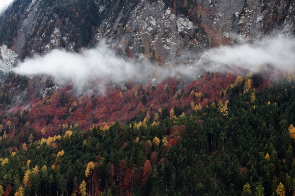 風景 木 自然 森 写真