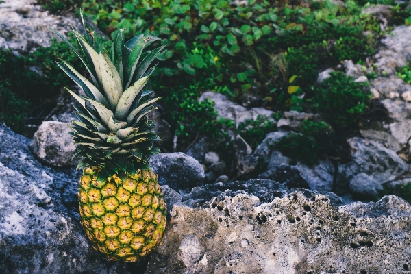 Foto árbol rock planta fruta