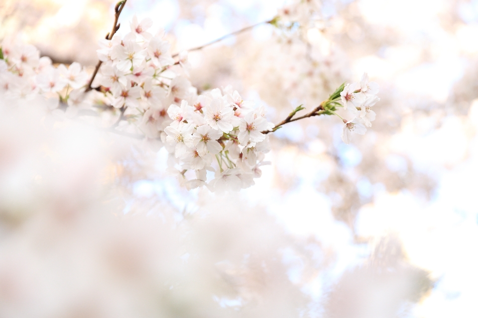 ブランチ 花 植物 写真撮影