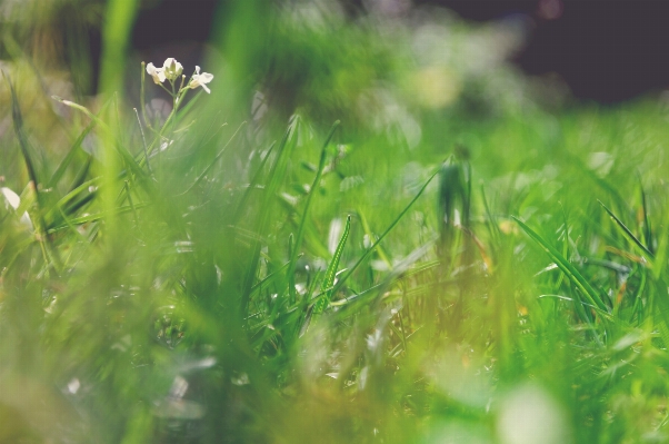 Water nature grass dew Photo