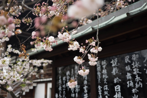 Branch blossom plant flower Photo