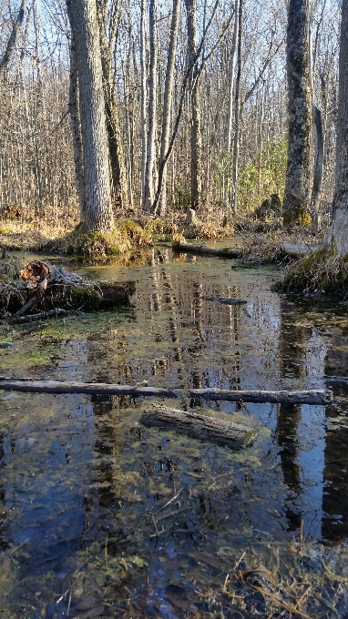 Baum wasser natur wald