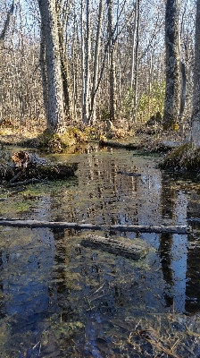 Tree water nature forest Photo