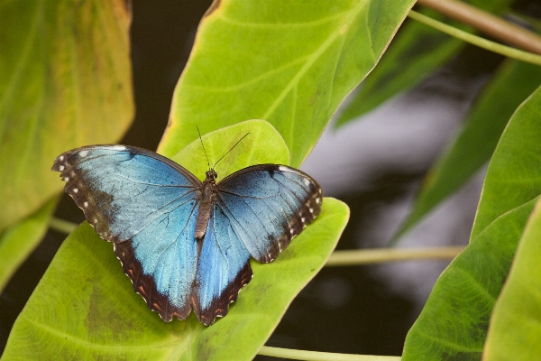 Nature wing leaf flower Photo