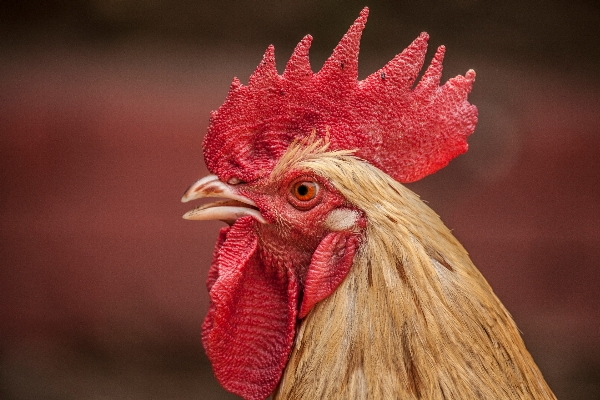 Bird animal red beak Photo