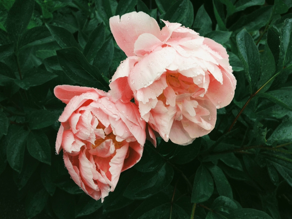 Planta flor pétalo rosa