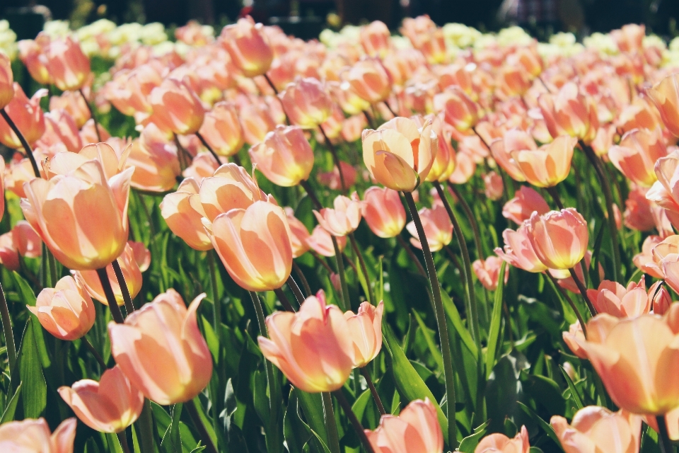 Plant flower petal floral