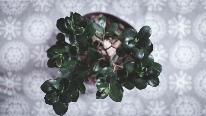 Branch plant leaf flower Photo