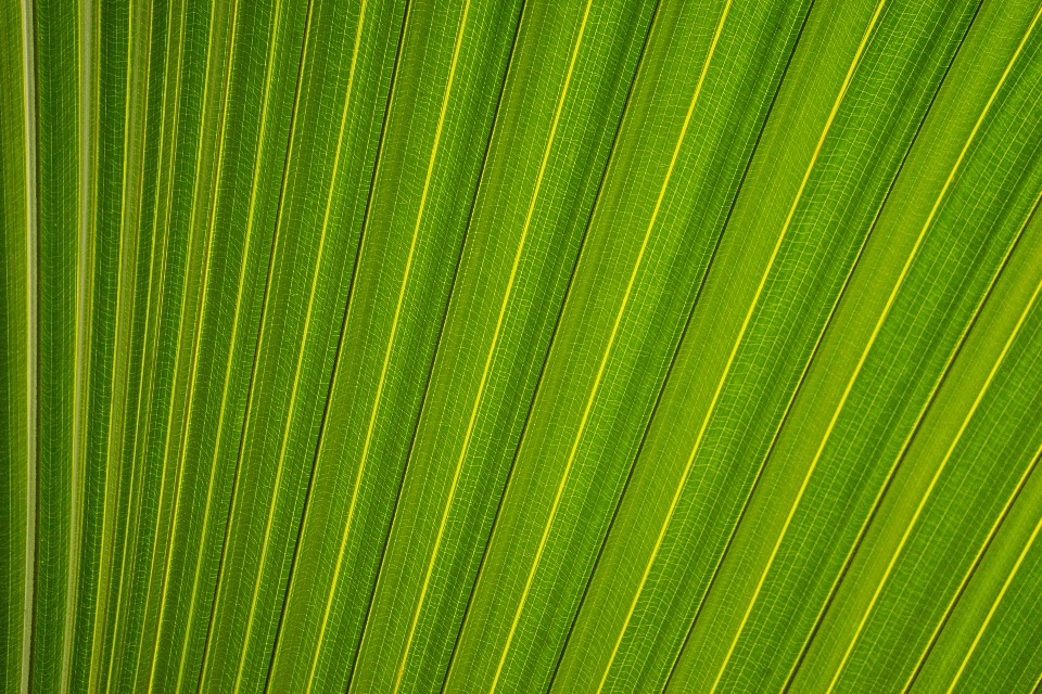 草 植物 日光 葉