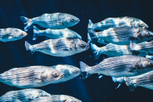 水 水中 生物学 青 写真