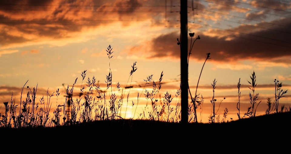 Nature horizon cloud plant