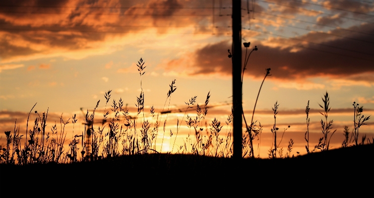 Nature horizon cloud plant Photo