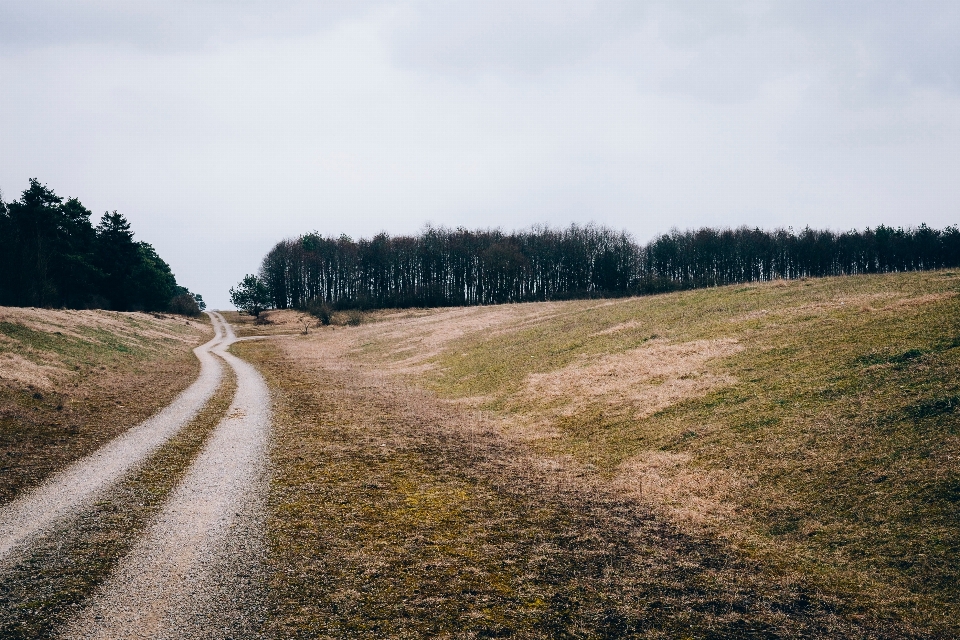 Paesaggio albero natura foresta