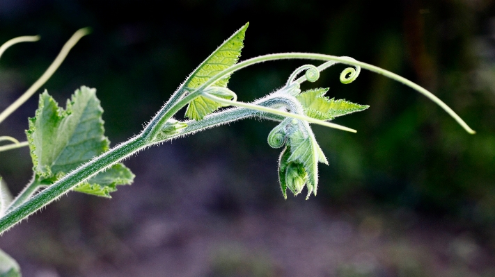 Branch plant leaf flower Photo