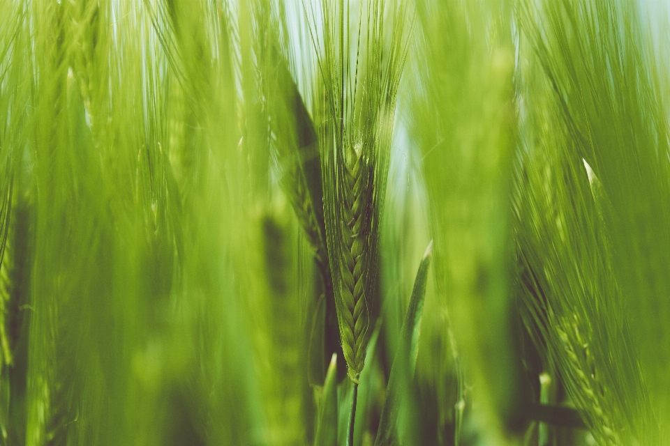 Grass plant field lawn