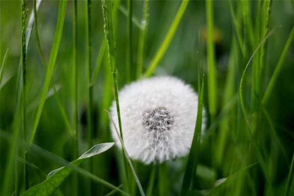 Nature grass plant field Photo