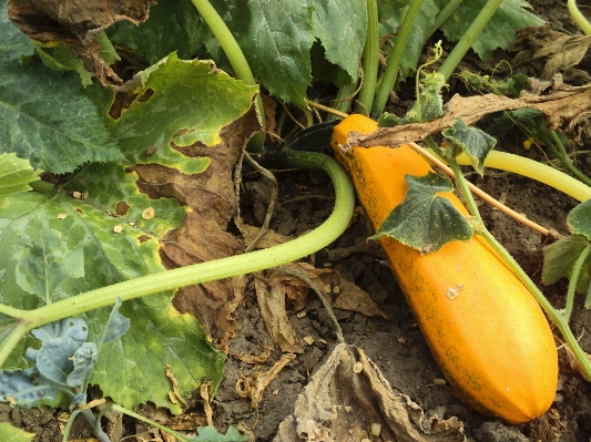 Foto Tanaman buah daun bunga