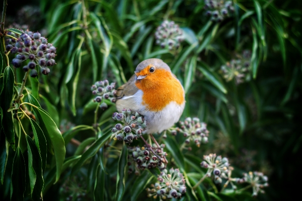 Nature branch bird plant Photo