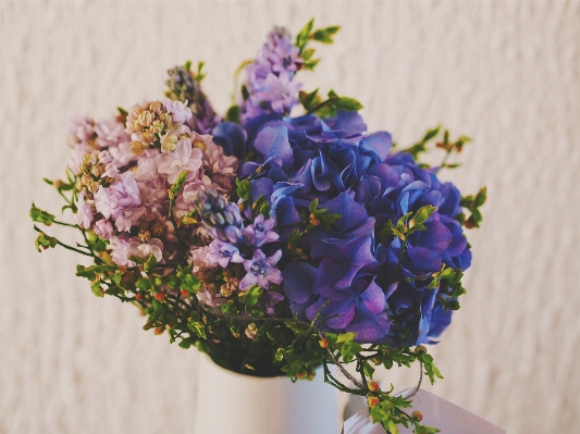 Blossom plant flower purple Photo