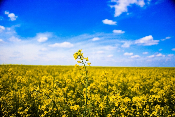 Grass horizon plant sky Photo