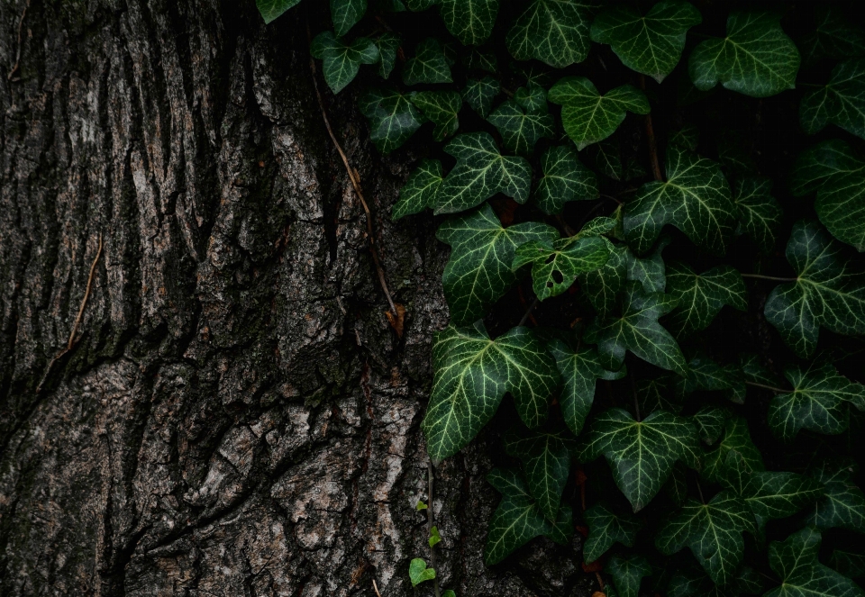 Tree nature forest branch