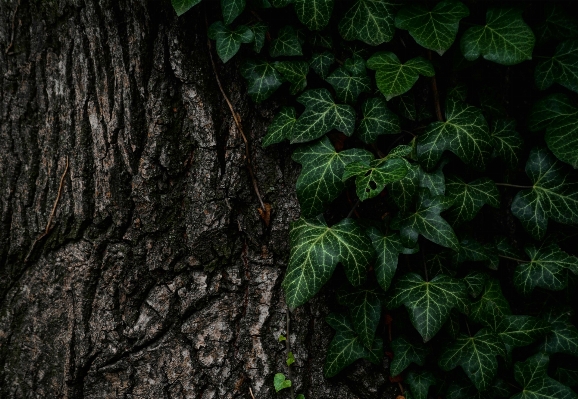 Tree nature forest branch Photo