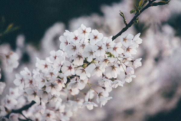 Photo Nature bifurquer fleurir usine