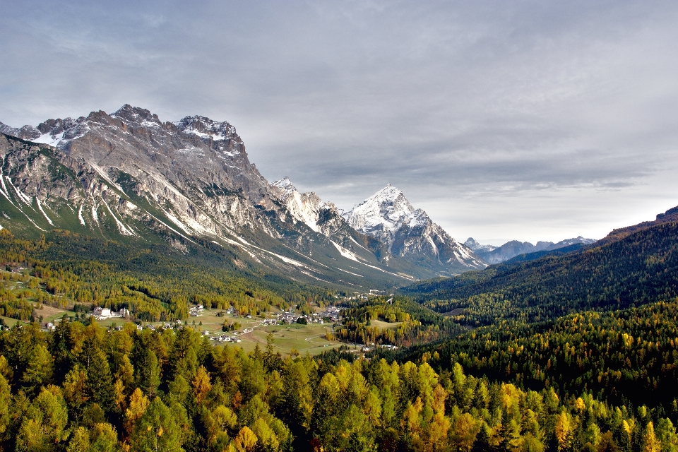 Paesaggio albero natura foresta