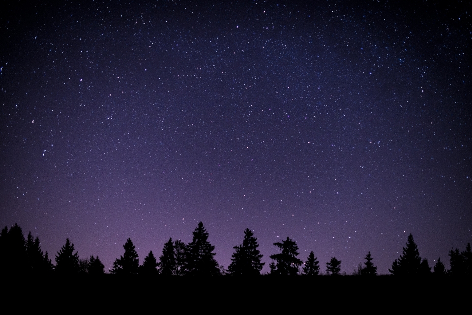 Tree silhouette sky night