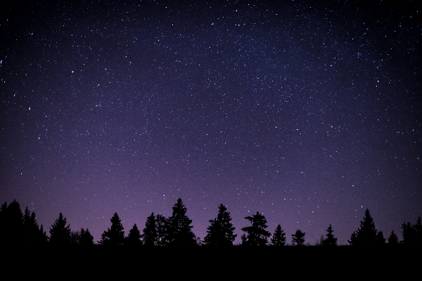 Baum silhouette himmel nacht Foto