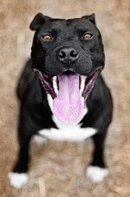 Foto Cachorro perro mamífero negro