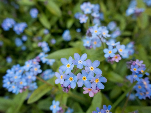 Nature blossom plant flower Photo