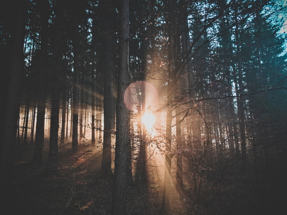 Baum natur wald zweig