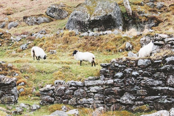 自然 rock 山 動物 写真