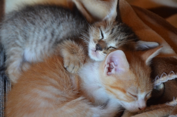 Foto Anak kucing mamalia hidung