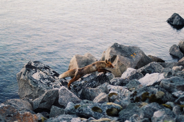 Фото море побережье вода rock