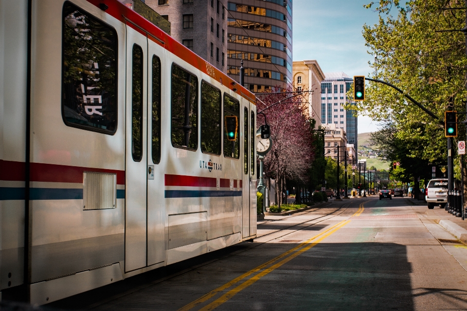 Tree road street downtown