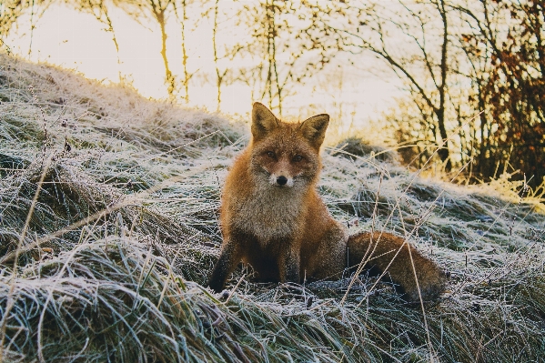 Nature forest grass animal Photo