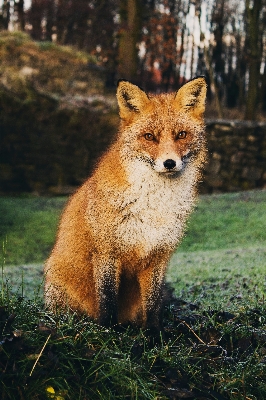 Forest animal wildlife fur Photo