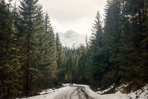 Tree forest outdoor wilderness Photo