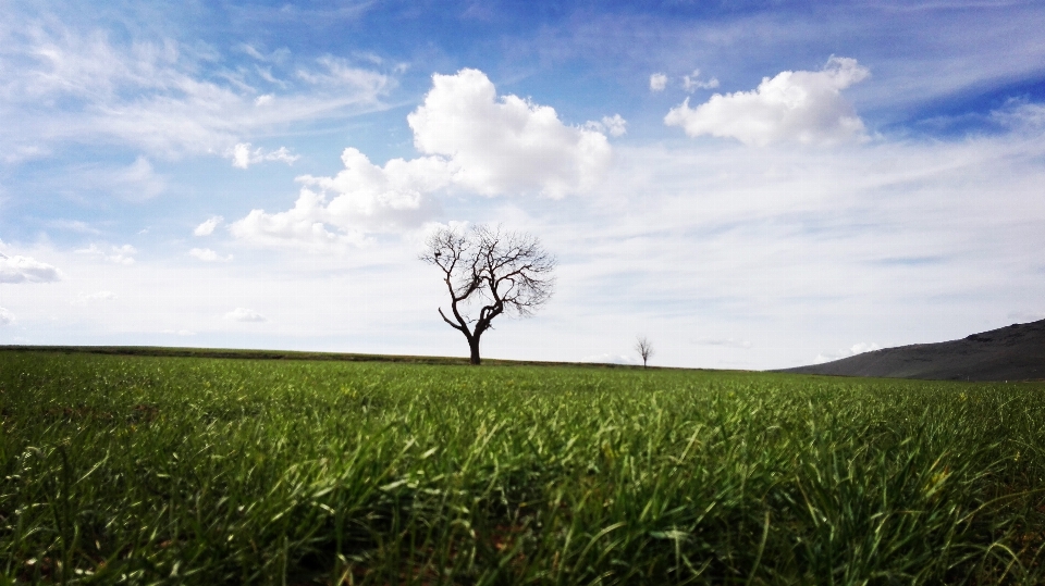 Landschaft baum natur gras