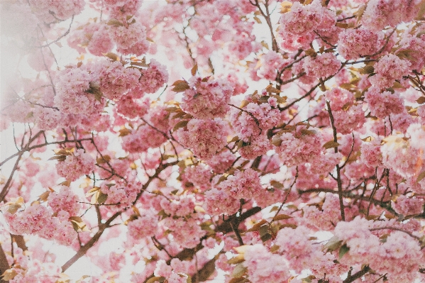 Baum zweig blüte anlage Foto